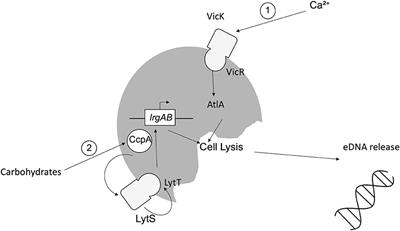 Understanding the Matrix: The Role of Extracellular DNA in Oral Biofilms